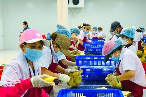HTX tìm con đường xuất khẩu phù hợp vào 'xứ sở cờ hoa'