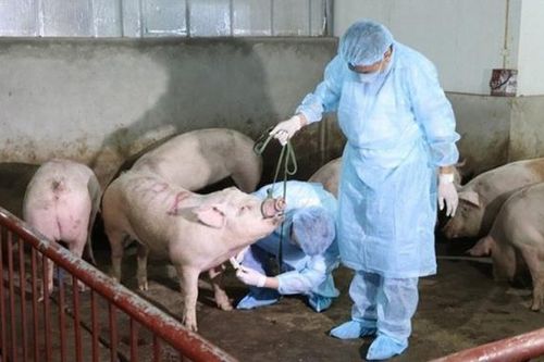 Nhiều người dân Huế dè dặt với thịt lợn sau khi phát hiện ổ dịch tả lợn châu Phi trên địa bàn