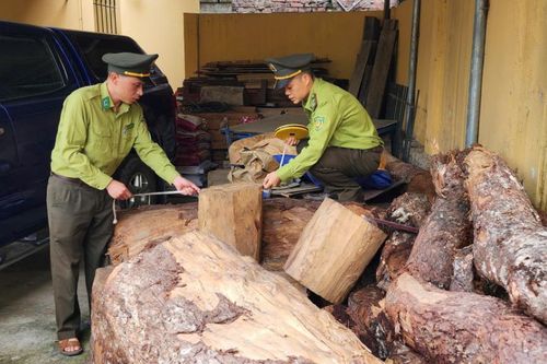 Xử lý 243 vụ vi phạm pháp luật về lâm nghiệp
