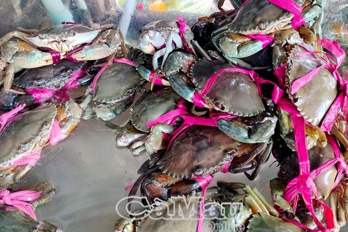 Đưa cua Cà Mau vươn tầm – Định vị thương hiệu quốc gia