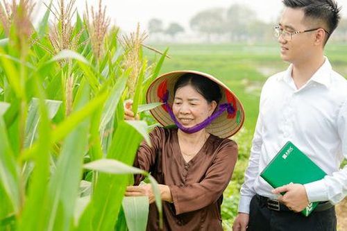 Hợp tác xã: Cầu nối đưa bảo hiểm nông nghiệp đến người dân