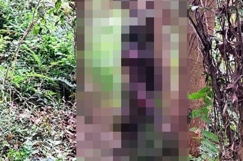 Đi rẫy phát chồi keo, 2 nông dân tá hỏa phát hiện thi thể nam giới ngồi tựa gốc cây ở Gia Lai