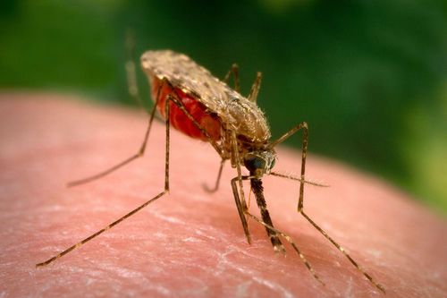 Mẹo đuổi muỗi sau ngày mưa bão