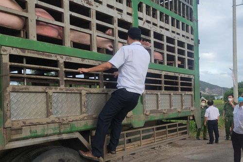 Gia Lai tiêu hủy heo bệnh không rõ nguồn gốc