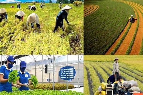 Công nghệ nội địa và bài toán tận dụng phụ phẩm nông nghiệp hiệu quả