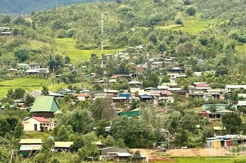 Quảng Ngãi: Xã Măng Ri tập trung phát triển mạnh cây sâm Ngọc Linh và dược liệu