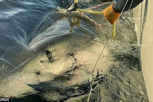 Cá mập hổ xuất hiện gần bờ Cape Cod khiến ngư dân hoảng hốt
