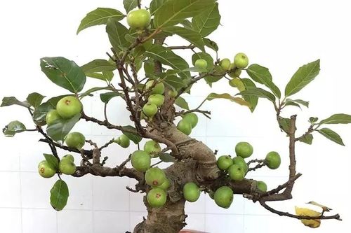 Trồng sung ở đâu trong nhà để 'tiền vào như nước'?