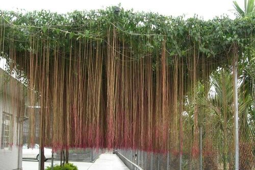 Phát hiện tác dụng đặc biệt của cây hồ đằng rễ mành