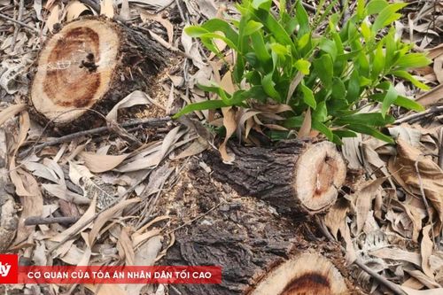 Làm rõ trách nhiệm vụ xã tự ý bán gần 2,6ha rừng phòng hộ