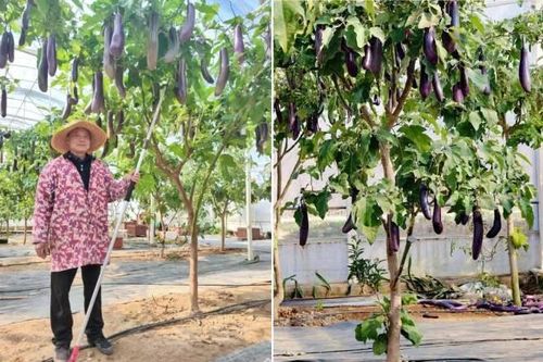 Người đàn ông có cây cà tím lạ, mỗi năm cho hơn tạ quả, chia khắp xóm