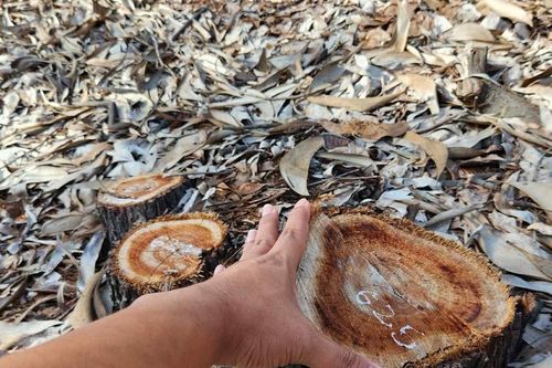 Chuyển công an điều tra vụ phá 2,5ha rừng phòng hộ
