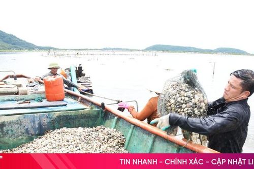 Vựa ngao Mai Phụ hối hả thu hoạch