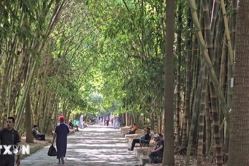 Rặng tre Việt Nam tỏa bóng mát giữa vườn bách thảo cổ kính ở Algeria