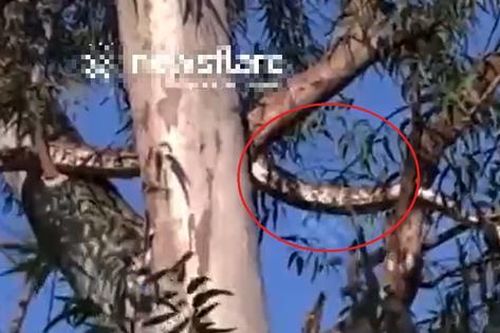 Nhìn ra vườn, người dân bắt gặp cảnh tượng nổi da gà trên cây