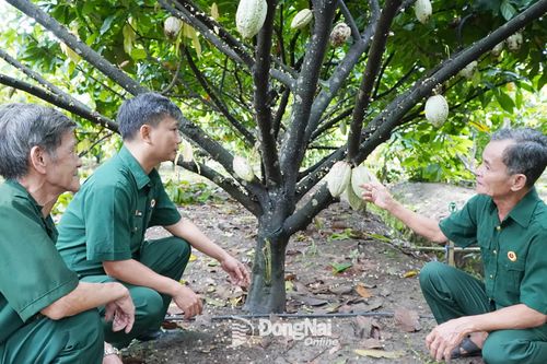Cựu chiến binh gương mẫu, nhạy bén làm kinh tế