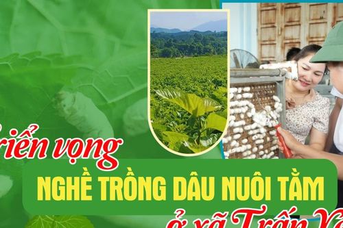 Triển vọng nghề trồng dâu nuôi tằm ở xã Trấn Yên