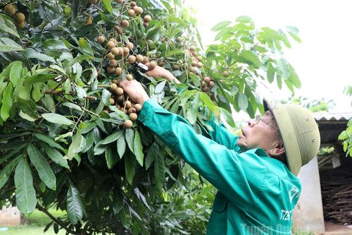 Thương binh làm kinh tế giỏi
