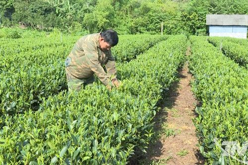 Đại Phúc đưa cây chè trở thành hàng hóa du lịch