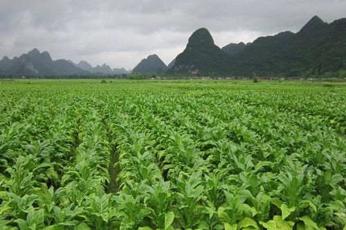 Đảng bộ Công ty CP Ngân Sơn: Thực hiện Nghị quyết số 19 về nông nghiệp, nông dân, nông thôn trong sản xuất nguyên liệu thuốc lá