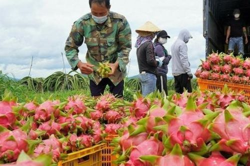 Thủ tướng chỉ đạo khẩn trương gỡ vướng cho thanh long, hồ tiêu xuất khẩu sang EU
