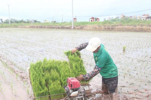 Hưng Yên khẩn trương khắc phục thiệt hại nông nghiệp sau bão số 3