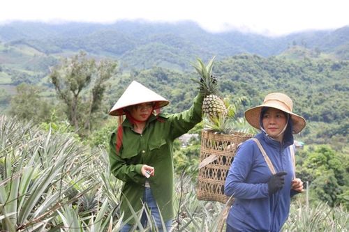 Điện Biên: Hỗ trợ nông dân mở rộng diện tích cây ăn quả