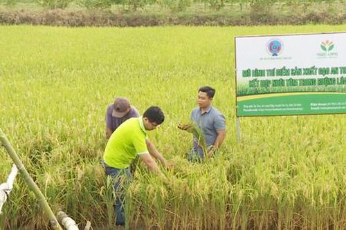 HTX tìm hướng liên kết để nâng tầm giá trị hạt gạo