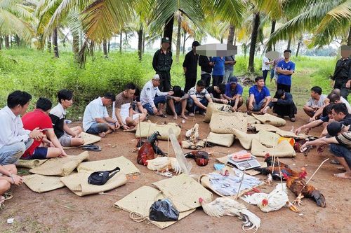 Đột kích trường gà sát phạt hơn 1,6 tỉ đồng ở Cần Thơ, hiện trường có nhiều điều bất ngờ