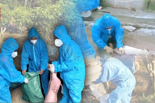 Tuyên Quang: Mua bán, vứt xác lợn bệnh, Chủ tịch xã, phường chịu trách nhiệm
