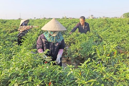 Phúc Sơn xây dựng xã nông thôn mới nâng cao