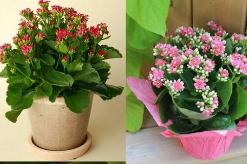 Loài hoa này dù đẹp đến mấy cũng tuyệt đối không nên trồng trong nhà