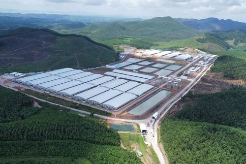 Quảng Ninh: Cần xử lý dứt điểm tình trạng ô nhiễm từ trang trại lợn