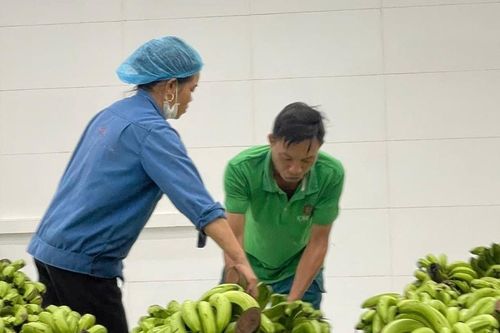 Mở rộng thị trường ngành chuối từ sản xuất xanh: Tăng sức cạnh tranh