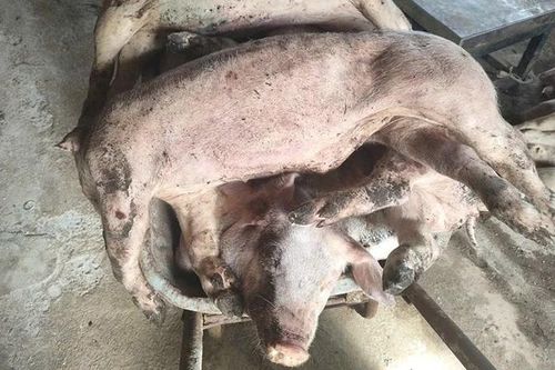 Lâm Đồng: Hàng chục con lợn chết chưa rõ nguyên nhân