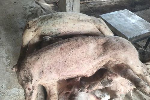 Lâm Đồng: Heo chết số lượng lớn chưa rõ nguyên nhân