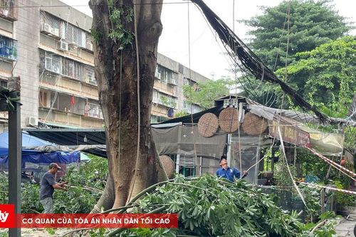 Cây cổ thụ bật rễ, uy hiếp nhà dân ở TP.HCM đã bị đốn hạ