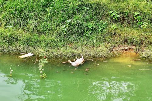 Sông Lô nước chảy xiết, xuất hiện cảnh tượng gây lo sợ ở hạ lưu