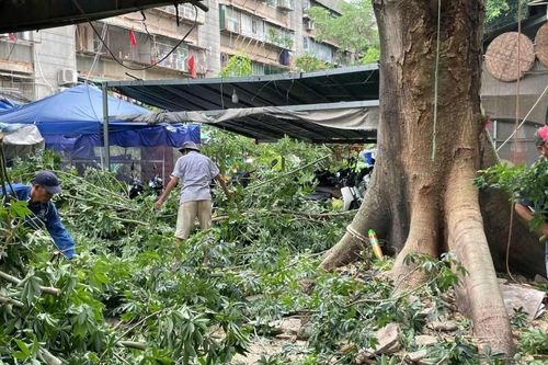 Cảnh tượng cây gòn cao 30m bật rễ chực đổ, đe dọa hàng chục dân chung cư