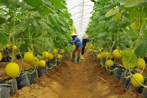 Tạo hành lang pháp lý thuận lợi để kích cầu đầu tư nông nghiệp
