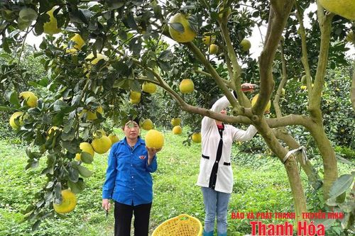 Vân Du phát triển cây ăn quả theo hướng công nghệ cao