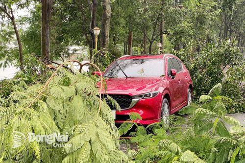 Cảnh báo đậu ô tô dưới tán cây khi mưa bão