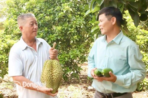 Nông dân sản xuất giỏi, tích cực xây dựng nông thôn mới