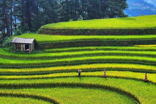 Mùa lúa xanh ở Mù Cang Chải