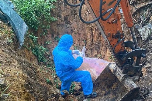 Tiếp tục phát sinh 2 xã mới có ổ bệnh dịch tả lợn Châu Phi