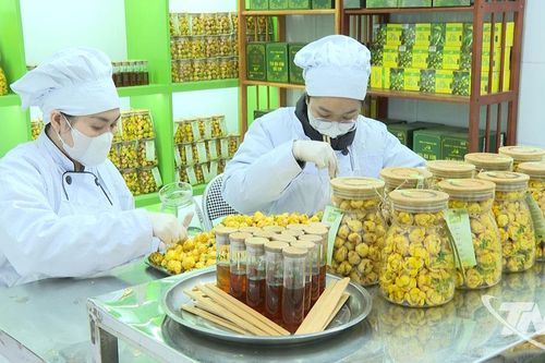 Chè hoa vàng - Tinh hoa của núi rừng