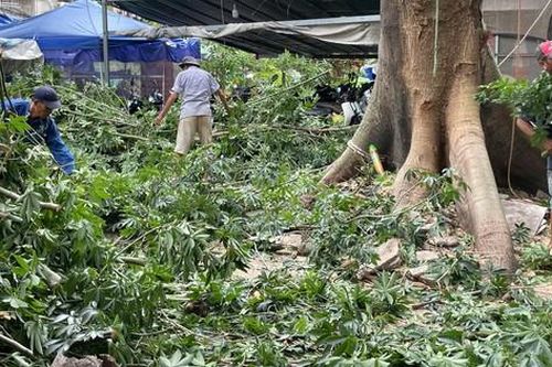 Đốn hạ cây gòn cổ thụ cao 30m bật rễ đe dọa hàng chục hộ dân ở Thanh Đa