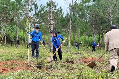 Đà Lạt - Lâm Đồng khởi động chiến dịch trồng cây và chỉnh trang đô thị
