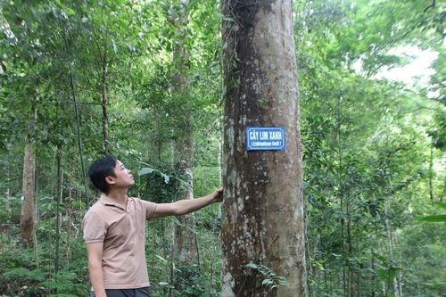 Quảng Ninh đầu tư phát triển lâm nghiệp