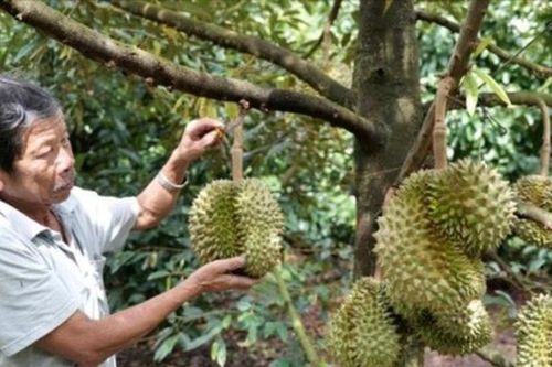 Lâm Sơn - Vùng sinh thái vườn hấp dẫn của Khánh Hòa
